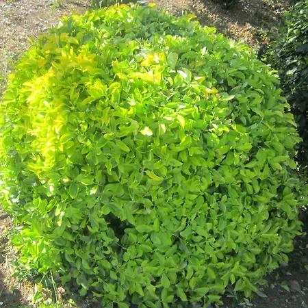 In Mit Schoenem Garten Apartment *