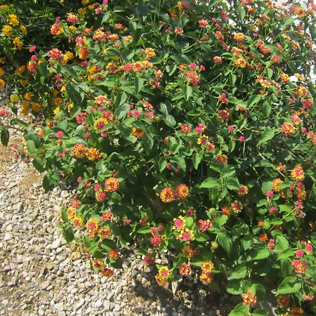 In Mit Schoenem Garten Capoliveri (Isola d'Elba)